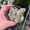 [PACK of 10 PLANTS] x Sedum dasyphyllum