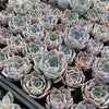 [PACK of 10 PLANTS] x Echeveria 'Lucila'