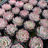 [PACK of 10 PLANTS] x Echeveria 'Rosita' (KRF)