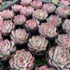 [PACK of 10 PLANTS] x Echeveria 'Rosita' (KRF)