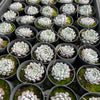 [PACK of 10 PLANTS] x Echeveria 'White zaragoza'