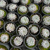 [PACK of 10 PLANTS] x Echeveria 'White zaragoza'