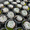 [PACK of 10 PLANTS] x Echeveria 'White zaragoza'