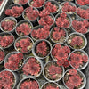 [PACK of 10 PLANTS] x Sempervivum tectorum 'Squib' (w/pup)