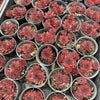 [PACK of 10 PLANTS] x Sempervivum tectorum 'Squib' (NO PUP)