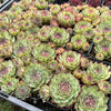 [PACK of 10 PLANTS] x Sempervivum 'Edge of night' (w/pup)