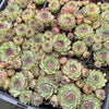 [PACK of 10 PLANTS] x Sempervivum 'Edge of night' (w/pup)