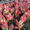 [PACK of 10 PLANTS] x Kalanchoe oricula 'USZY FIONY'