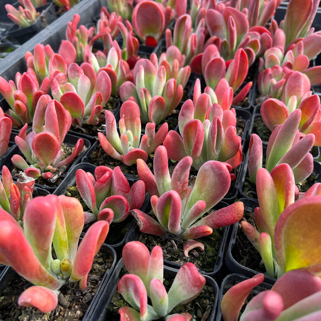 [PACK of 10 PLANTS] x Kalanchoe oricula 'USZY FIONY'