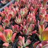 [PACK of 10 PLANTS] x Kalanchoe oricula 'USZY FIONY'