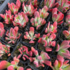 [PACK of 10 PLANTS] x Kalanchoe oricula 'USZY FIONY'