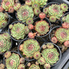 [PACK of 10 PLANTS] x Sempervivum 'Edge of night' (w/pup)