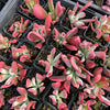 [PACK of 10 PLANTS] x Kalanchoe oricula 'USZY FIONY'