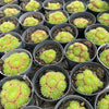 [PACK of 10 PLANTS] x Sempervivum 'Pixie' (CLUSTER)