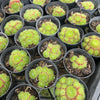 [PACK of 10 PLANTS] x Sempervivum 'Pixie' (CLUSTER)