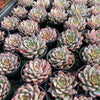 [PACK of 10 PLANTS] x  Echeveria 'Blood Swallow' (KRF)