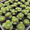 [PACK of 10 PLANTS] x Sempervivum 'Spring Beauty' (w/pup)