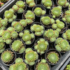 [PACK of 10 PLANTS] x Sempervivum 'Spring Beauty' (w/pup)
