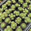 [PACK of 10 PLANTS] x Sempervivum 'Spring Beauty'