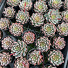 [PACK of 10 PLANTS] x  Echeveria 'Blood Swallow' (KRF)