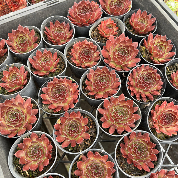 [WHOLESALE] PACK of 10 PLANTS x Sempervivum 'Pacific Red Rose' (NO PUP)