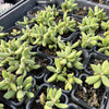 [PACK of 10 PLANTS] x Cotyledon tomentosa ladismithiensis 'Kitten's Paws'