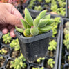 [PACK of 10 PLANTS] x Cotyledon tomentosa ladismithiensis 'Kitten's Paws'