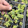 [PACK of 10 PLANTS] x Cotyledon tomentosa ladismithiensis 'Kitten's Paws'