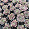 [PACK of 10 PLANTS] x Sempervivum 'Saga' (NO PUP)