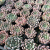 [PACK of 10 PLANTS] x Echeveria 'Texensis Rosea'