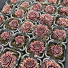 [PACK of 10 PLANTS] x Sempervivum 'Round Midnight' (NO PUP)