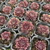 [PACK of 10 PLANTS] x Sempervivum 'Round Midnight' (NO PUP)