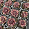 [PACK of 10 PLANTS] x Sempervivum 'Round Midnight' (NO PUP)