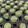 [PACK of 10 PLANTS] x Sempervivum 'Pink Puff'