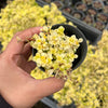 [PACK of 10 PLANTS] x Sedum makinoi 'Ogon'