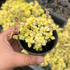 [PACK of 10 PLANTS] x Sedum makinoi 'Ogon'