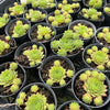 [PACK of 10 PLANTS] x Sempervivum 'Red King' (w/pup)