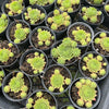 [PACK of 10 PLANTS] x Sempervivum 'Red King' (w/pup)