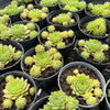 [PACK of 10 PLANTS] x Sempervivum 'Red King' (w/pup)