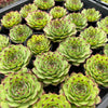 [PACK of 10 PLANTS] x  Sempervivum tectorum 'Sunset' [Giant form]