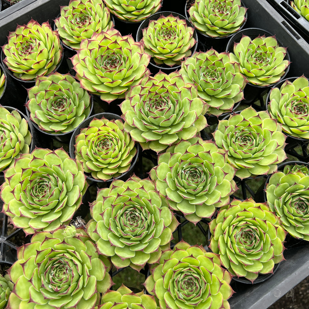 [PACK of 10 PLANTS] x  Sempervivum tectorum 'Sunset' [Giant form]