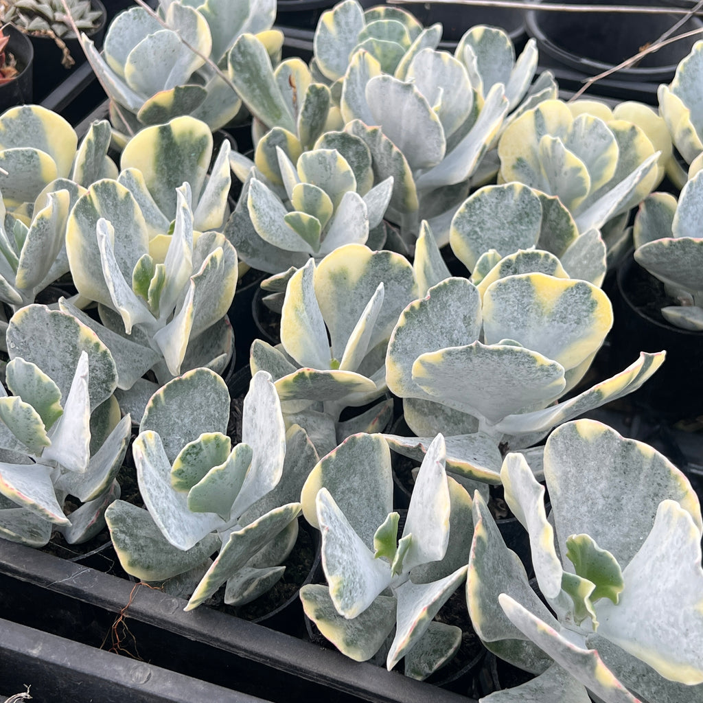 [PACK of 10 PLANTS] x Cotyledon undulata f. variegata (NEW BATCH)