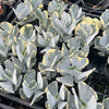 [PACK of 10 PLANTS] x Cotyledon undulata f. variegata (NEW BATCH)