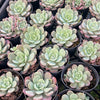 [PACK of 10 PLANTS] x Echeveria 'Subcorymbosa Lau 026'