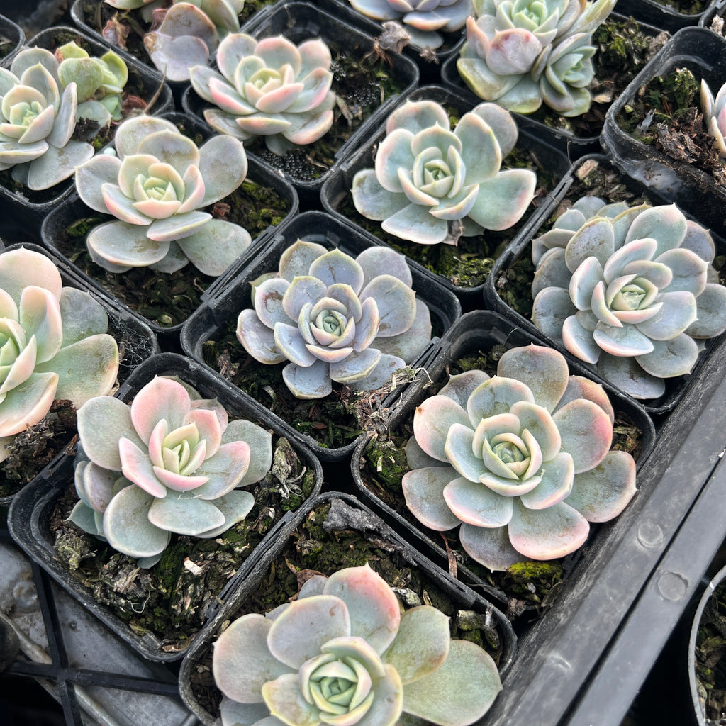 [PACK of 10 PLANTS] x Echeveria Blue Surprise Variegated