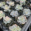 [PACK of 10 PLANTS] x Echeveria Blue Surprise Variegated