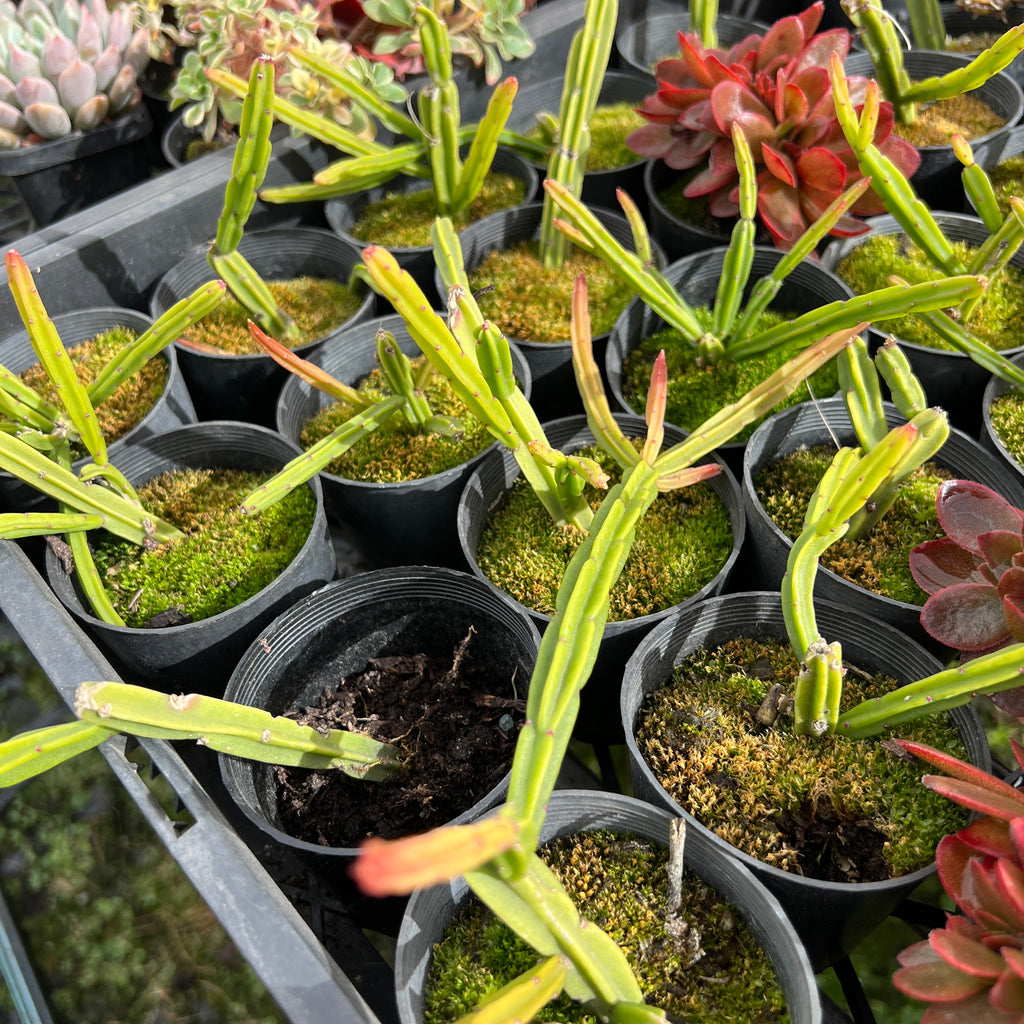 [PACK of 10 PLANTS] x Rhipsalis pentaptera