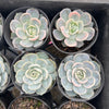 [PACK of 10 PLANTS] x Echeveria Blue Surprise Variegated