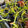 [PACK of 10 PLANTS] x Rhipsalis pentaptera