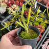 [PACK of 10 PLANTS] x Rhipsalis pentaptera